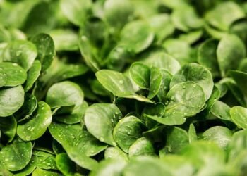 فوائد زيت الجرجير