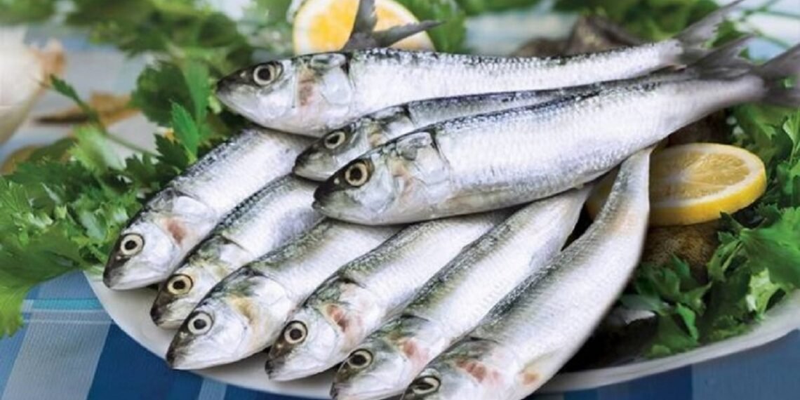 هل السردين يزيد الوزن