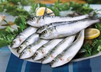 هل السردين يزيد الوزن