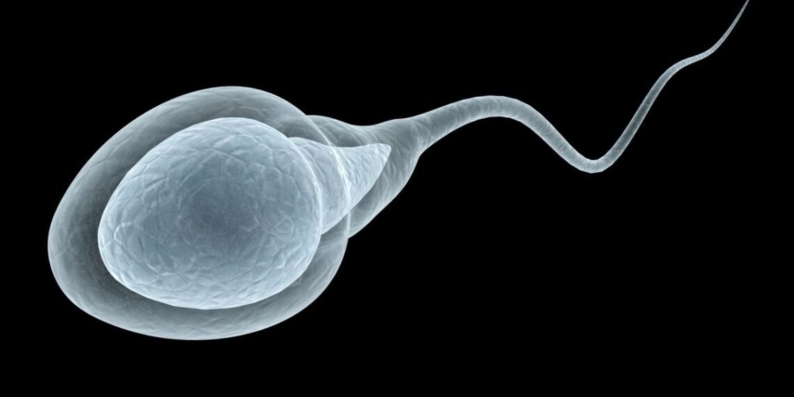 متى تنتهي خصوبة الرجل